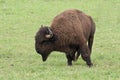 Plains Bison - Grand Canyon, Arizona