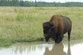 Plains Bison - Bison bison bison