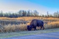 Plains bison on the roadside, Elk Island National Park