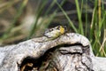 A Plains Cicada Megatibicen dealbatus Perched on a Large Tree Stump in Eastern Colorado