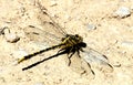 Plains Clubtail Dragonfly on Ground