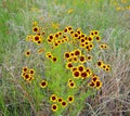 Plains Coreopsis a native wildflower Royalty Free Stock Photo