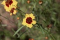 Plains coreopsis, Coreopsis tinctoria Royalty Free Stock Photo