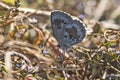 Plains cupid butterfly: Chilades pandava on perching on wild vegetation Royalty Free Stock Photo