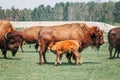 Plains female bison feeding baby calf with milk. Group of oxen eating grass outside. Herd animals buffalo bull consuming plant Royalty Free Stock Photo