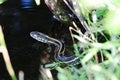 A Plains Garter Snake enters water trying to swim away Royalty Free Stock Photo