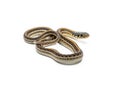 Plains Garter Snake Isolated on White Royalty Free Stock Photo