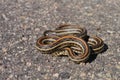 Plains garter snake