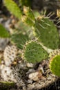 Plains prickly pear cactus