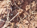 Plains Spadefoot Toad in the Arizona Desert Royalty Free Stock Photo