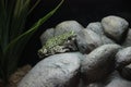 Plains spadefoot toad Spea bombifrons Royalty Free Stock Photo