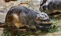 Plains viscacha eats hay 1 Royalty Free Stock Photo