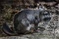 Plains viscacha 2 Royalty Free Stock Photo