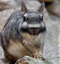 Plains viscacha 4 Royalty Free Stock Photo