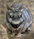 Plains viscacha 1 Royalty Free Stock Photo