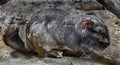 Plains viscacha 6 Royalty Free Stock Photo