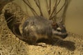 The plains viscacha Lagostomus maximus. Royalty Free Stock Photo