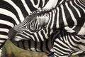 Plains Zebra