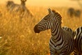 Plains zebra Royalty Free Stock Photo