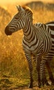 Plains zebra