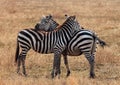 Plains Zebra Royalty Free Stock Photo