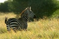 Plains zebra