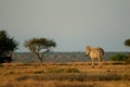 Plains zebra