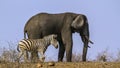 Plains zebra and African bush elephant in Kruger National park, Royalty Free Stock Photo