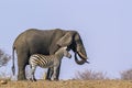 Plains zebra and African bush elephant in Kruger National park, Royalty Free Stock Photo