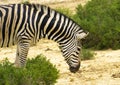 Plains zebra, also known as the common zebra or Burchell`s zebra