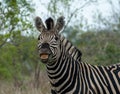 Plains Zebra