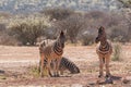 Plains zebra or Burchell zebra at Oanob park, Namibia Royalty Free Stock Photo