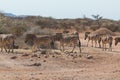 Plains zebra or Burchell zebra at Oanob park, Namibia Royalty Free Stock Photo