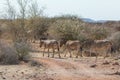 Plains zebra or Burchell zebra at Oanob park, Namibia Royalty Free Stock Photo