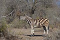 Plains Zebra Royalty Free Stock Photo