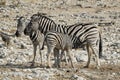 Plains Zebra family with suckling foal nursing, Namibia. Royalty Free Stock Photo