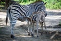 Plains Zebra or Burchell`s Zebra Equus quagga, female adult with suckling foal nursing Royalty Free Stock Photo