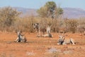 Plains zebra or Burchell zebra and common eland at Oanob park, Namibia Royalty Free Stock Photo