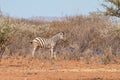 Plains zebra or Burchell zebra at Oanob park, Namibia Royalty Free Stock Photo