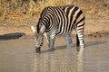 Plains Zebra drinking Royalty Free Stock Photo