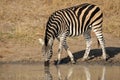 Plains Zebra drinking Royalty Free Stock Photo