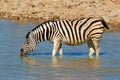 Plains Zebra drinking Royalty Free Stock Photo