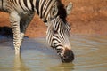 Plains zebra drinking Royalty Free Stock Photo