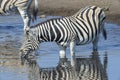 Plains Zebra drinking in pool Royalty Free Stock Photo