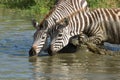 Plains, Zebra drinking from the Seronera River, Serengeti, Tanzania Royalty Free Stock Photo