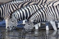 Plains Zebra drinking at a waterhole - Namibia Royalty Free Stock Photo