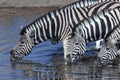 Plains Zebra drinking at a waterhole - Namibia Royalty Free Stock Photo