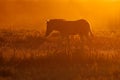 Plains zebra in dust at sunrise Royalty Free Stock Photo