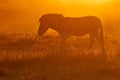 Plains zebra in dust at sunrise Royalty Free Stock Photo