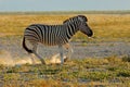 A plains zebra in dust at sunrise, Etosha National Park, Namibia Royalty Free Stock Photo